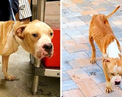 Owner Starves Dog For Months, Then Dumps Him At Shelter Doorstep And Takes Off