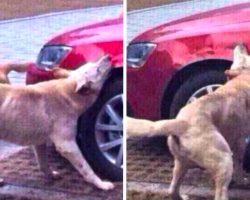 Stray Dog Returns With Friends To Tear Up The Car Of The Man Who Kicked Him