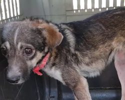 Terrified Stray Was About To Be Treated And Released Back On The Streets
