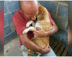 Fearful Pup Can’t Let Go Of The Man Who Saved Her From Becoming Someone’s Dinner