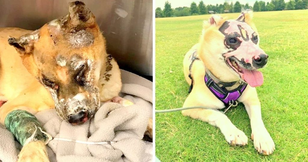 Burn Survivor Dog Ready To Give Back To Society Becomes A Burn Unit Therapy Dog
