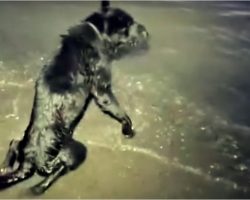 They Put Paralyzed Dog In Freezing Ocean To Die, Animal Lovers Want Them Found