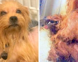 Owner Leaves 2 Dogs Locked In Crate In Hot Sun, One Dog Dies & Other Critical