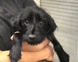 This Pup Is Set To Be Put Down As She Fails To Get Adopted Due To Her Coat Color