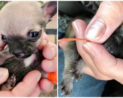 Destined For Euthanasia, Family Battles For 2-Day Old Special Needs Puppy & Wins