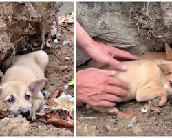 Man Throws Tiny Souls From Car, They Fear Other Humans Will Be Just As Wicked