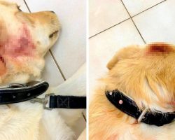 Dog On Deathbed After Severe Assault & Beating, $10000 Reward For Info On Abuser