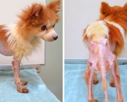 Dog Sealed In Dirty Cage After Extreme Abuse & Neglect, $500 Reward For Any Tips