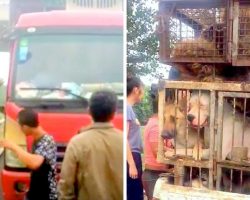 Activists Stop Truck Smuggling Dogs For Dog Meat Festival, Get Beaten Up By Cops