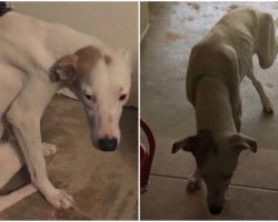 Woman Sees Street Dog Trembling At Restaurant And Knows She Can’t Leave Without Him