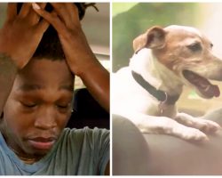 Pro Basketball Star Nearly Passes Out In 109 Degree Car To Save Dogs’ Lives