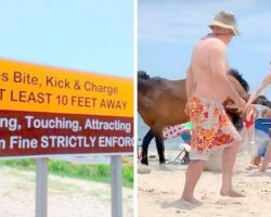 Man Ignores Rules & Pets Wild Horse, Regrets It As He Gets Kicked In The Groin