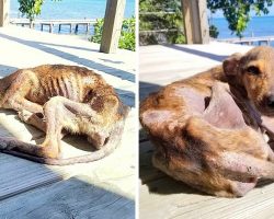 Stranded Alone On An Island And On The Brink Of Death, He Just Wants Some Love