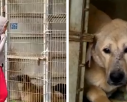 Woman couldn’t choose which dog to save at the shelter so she bought the entire shelter