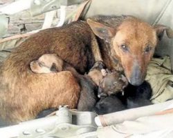 Woman Heard Crying And Finds Newborn Human Baby Tucked In Between Litter Of Stray’s Pups