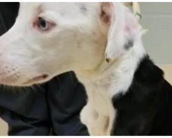Woman Took Her Emaciated Dog To A Kill Shelter Stating “She’s Too Busy To Feed Him”