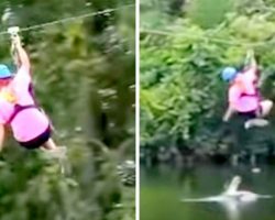 Woman Startled As Alligator Attacks Her Midway On The Zip-Line, Makes Narrow Escape