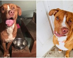 Pup With Crooked Face Was Neglected By His Owners And Abandoned In A Yard