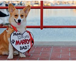 10 Dogs Who Helped Their Owners Pop the Big Question