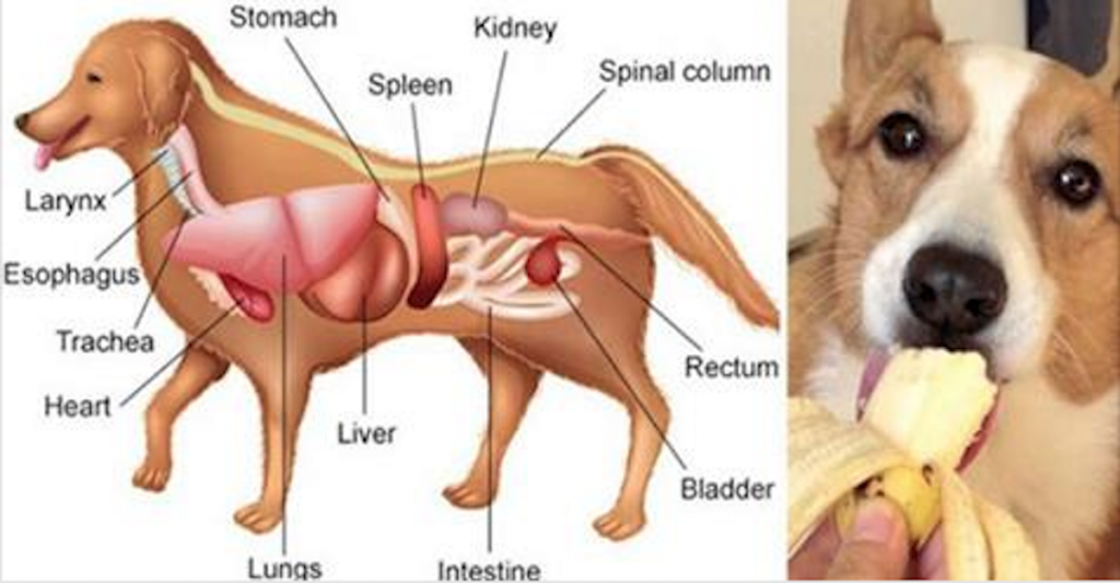 35 Healthiest Human Foods You Can Feed Your Dog (And The 12 That Could