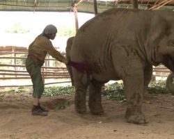 When a caretaker swats this elephant, its reaction is breathtaking