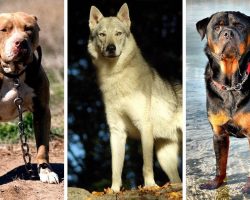 7 Most Banned and Dangerous Dogs Around In the World