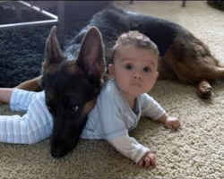 German Shepherds Protect Babies and Kids Compilation – The Best Protection Dogs