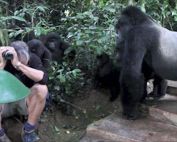Terrified tourist gets surrounded by family of wild gorillas…what they do next shocks everyone