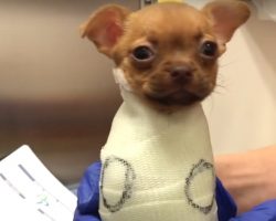 Puppy Abandoned At Birth Arrives At Adoption Day After Learning To Walk