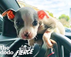 Emaciated Pit Bull Puppy With 50% Chance Of Survival Grows Up Into The Most Gorgeous Pittie Ever!