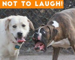 Get Ready To Laugh Out Loud! – Best FUNNY DOG Video Compilation
