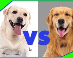 Golden Vs. Labrador – Differences Between Labrador Retriever and Golden Retriever