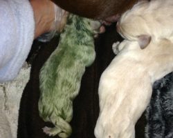 Couple’s Chocolate Lab Gives Birth To A Litter, And One Puppy Is Green