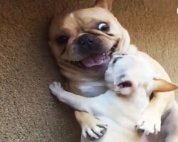 Hilarious French Bulldog Gets New Baby Brother