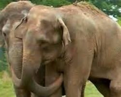 Two Elephants Reunited After More Than 20 Years. Their Reunion Is So Amazingly Touching.