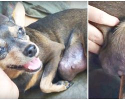 Unfeeling Owner Cast Aside Little Dog With Heavy Tumor Hanging From Her Body
