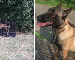 Dog Found Locked In A Cage With Nothing Near A Carpool Pickup Area