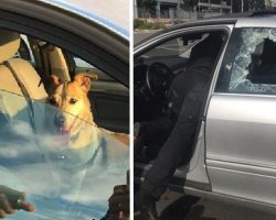 Owner Angry With Cop After He Smashes Window To Save Dog From Hot Car