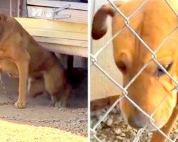 Dog Chained In Heat For 10 Years Cries Every Day, Owners Laugh In Rescuer’s Face