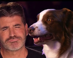 Simon Cowell’s FAVORITE Dog Auditions On Got Talent!
