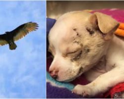 They Heard Cries From Above Just As Hawk Released A Tiny Puppy From Its Talons