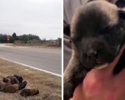 Monster Throws Newborn Puppies Out Of A Moving Car Window
