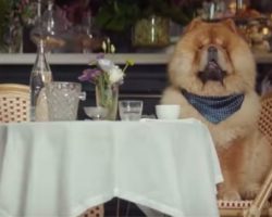 This Hilarious Dog Commercial Shows Pets Living Better Lives Than You