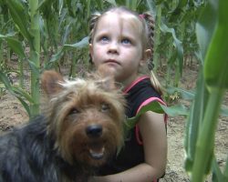 Yorkie Keeps 3-Year-Old Safe After Getting Lost in Missouri Cornfield Overnight