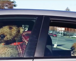 Dogs wait in car – their impatient behavior leaves passerby cracking up