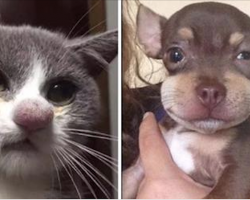 14 Cats And Dogs Who Bravely Battled Bees