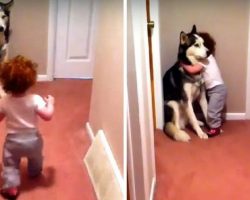 Baby Scared Of Vacuum Runs To Dog For Protection