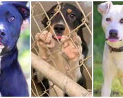 No Kill Animal Shelter Desperately Looking For People To Adopt Dogs About To Be Euthanized