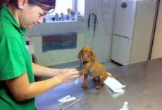 22 Dogs Who HATE the Vet and Can’t Believe Their Owners Betrayed Them