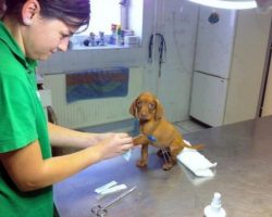 22 Dogs Who HATE the Vet and Can’t Believe Their Owners Betrayed Them